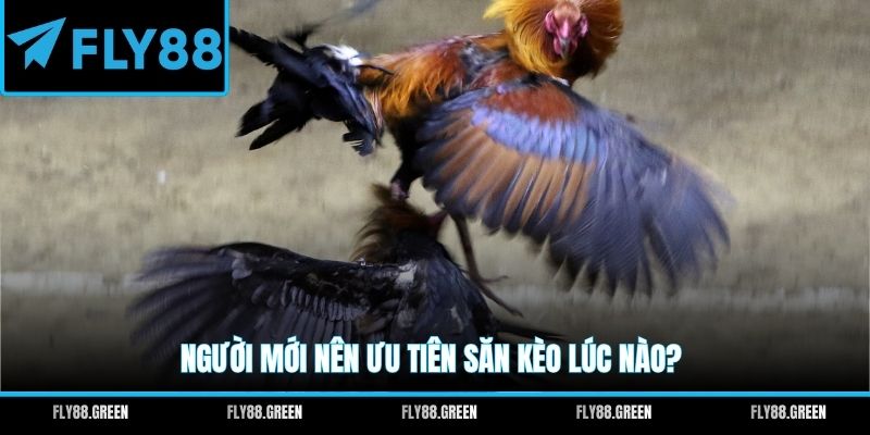 Người mới nên ưu tiên săn kèo lúc nào?
